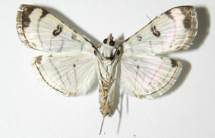 Figura 2. Adulto de <i>Conchylodes</i> arciferaDHJ02 (macho), vista ventral. (05-SRNP-22480-DHJ332565).
