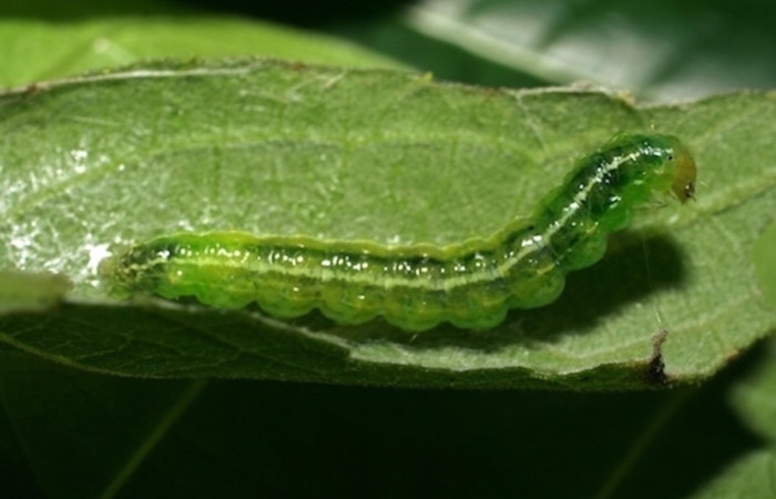 Figura 5. Larva <i>Conchylodes</i> arciferaDHJ02 Crambidae, vista dorsal. (06-SRNP-21665-DHJ411993).