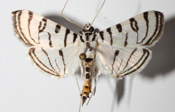 Figura 3. Adulto de <i>Conchylodes</i> arciferaDHJ02 (hembra), vista dorsal. (14-SRNP-20756-DHJ901802).