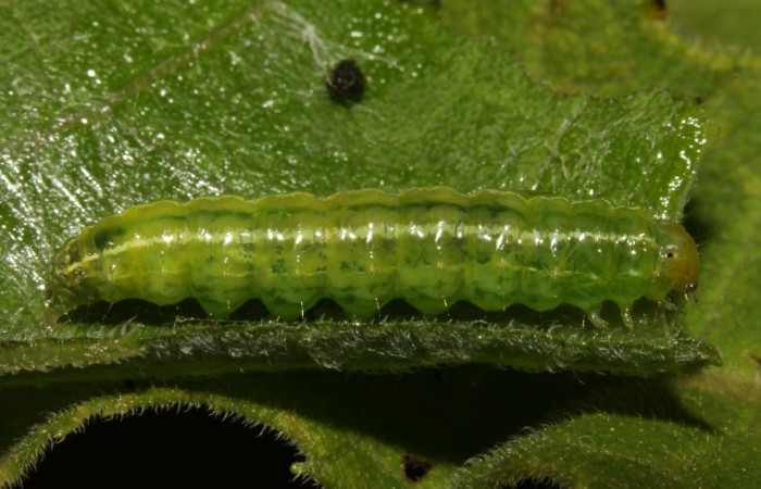 Figura 6. Larva <i>Conchylodes</i> arciferaDHJ02, Crambidae, vista lateral. (14-SRNP-30919-DHJ721054).