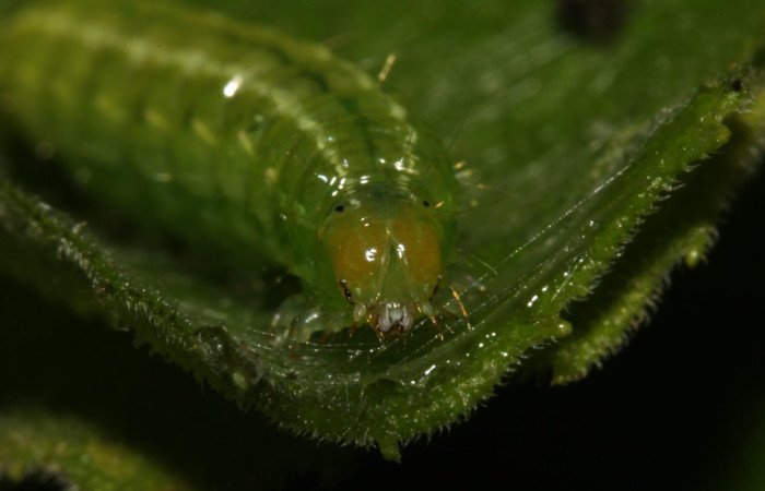 Figura 8. Larva <i>Conchylodes</i> arciferaDHJ02, Crambidae, vista de cabeza. (14-SRNP-30919-DHJ721055).