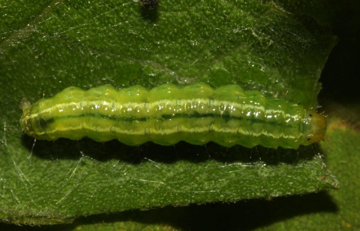Figura 7. Larva <i>Conchylodes</i> arciferaDHJ02, Crambidae, vista dorsal. (14-SRNP-30919-DHJ721057).