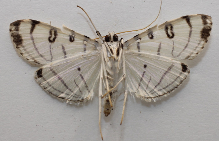 Figura 4. Adulto de <i>Conchylodes</i> arciferaDHJ02 (hembra), vista ventral. (20-SRNP-31598-DHJ959443.