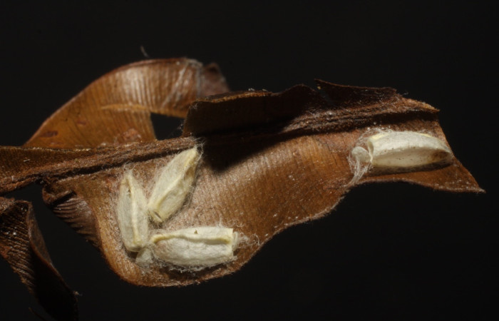 Fig. 10 Párasito <i>Argyrogrammana venilia</i> (Riodinidae), vista lateral, mide 11mm. Canita, Sector Santa Pitilla, 675.m. 10-SRNP-42701-DHJ480641.jpg