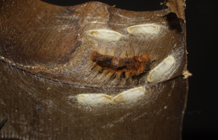 Fig. 11 Párasito <i>Argyrogrammana venilia</i> (Riodinidae), vista lateral, mide 11mm. Canita, Sector Santa Pitilla, 675.m. 10-SRNP-42702-DHJ480642.jpg