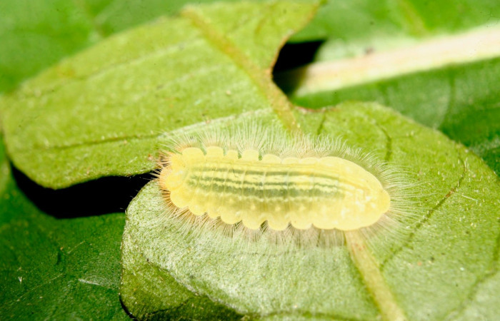 Fig. 12 Larva <i>Argyrogrammana occidentalis</i> (Riodinidae), vista lateral, mide 10mm. Canita, Sector Santa Pitilla, 675.m. 14-SRNP-70414-DHJ722106.jpg