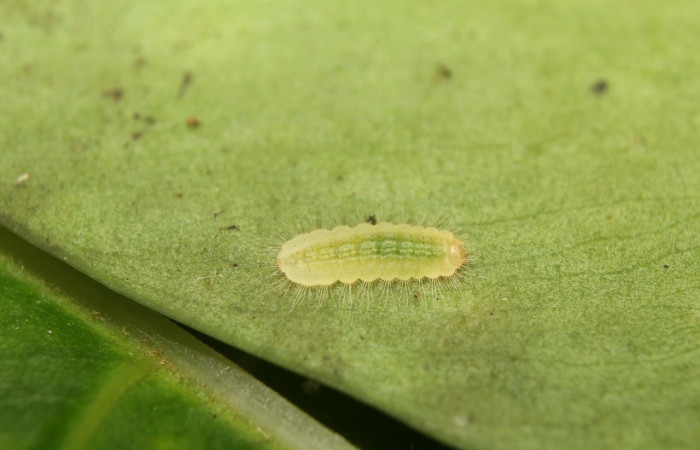 Fig. 13 Larva <i>Argyrogrammana venilia</i> (Riodinidae), vista lateral, mide 10mm. Canita, Sector Santa Pitilla, 675.m. 18-SRNP-71387-DHJ742739.jpg