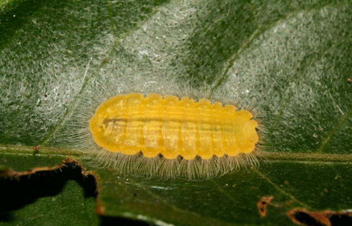 Fig. 14 Larva <i>Argyrogrammana occidentalis</i> (Riodinidae), vista lateral, mide 10mm. Canita, Sector Santa Pitilla, 675.m. 14-SRNP-70414-DHJ722110.jpg