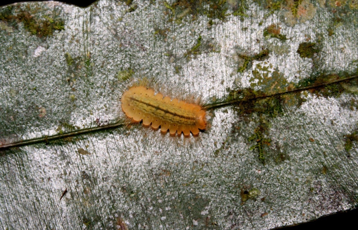 Fig. 15 Larva <i>Argyrogrammana venilia</i> (Riodinidae), vista lateral, mide 10mm. Canita, Sector Santa Pitilla, 675.m. 10-SRNP-42989-DHJ473096.jpg