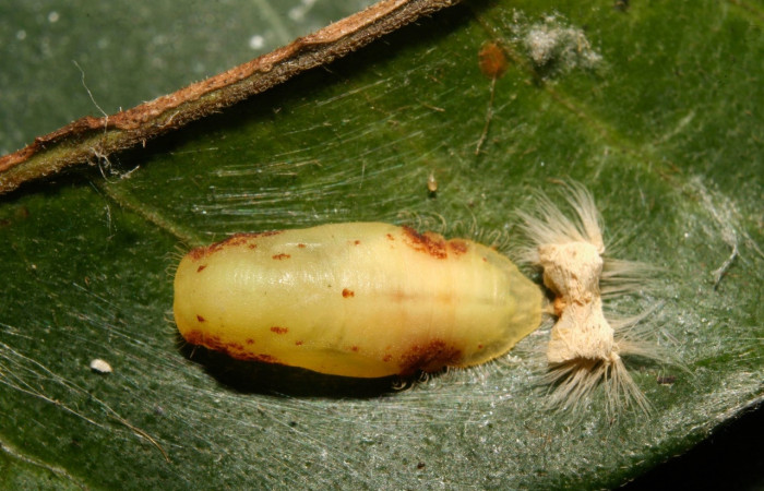 Fig. 16 Pupa <i>Argyrogrammana occidentalis</i> (Riodinidae), vista lateral, mide 10mm. Canita, Sector Santa Pitilla, 675.m. 14-SRNP-70414-DHJ722197.jpg