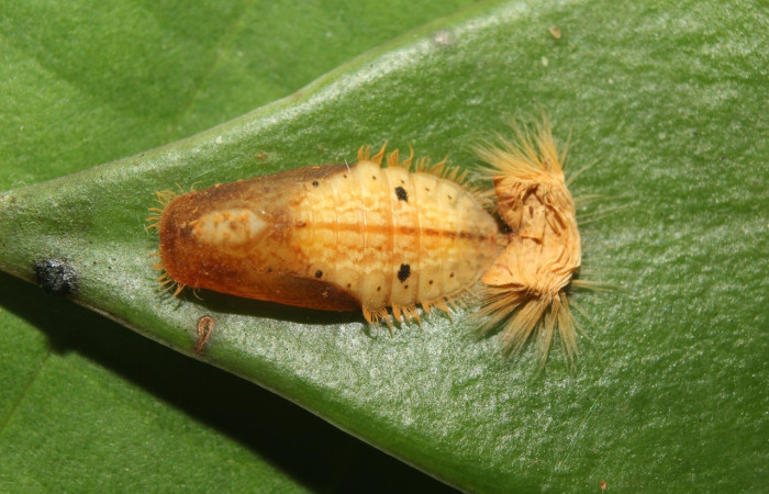 Fig. 17 Pupa <i>Argyrogrammana venilia</i> (Riodinidae), vista lateral, mide 10mm. Canita, Sector Santa Pitilla, 675.m. 18-SRNP-71387-DHJ742805.jpg