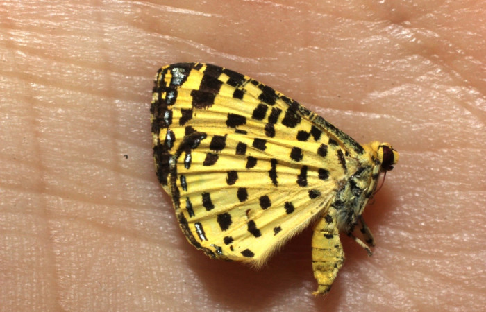 Fig. 18 Adulto <i>Argyrogrammana occidentalis</i> (Riodinidae), vista dorsal, mide 24mm. Canita, Sector Santa Pitilla, 675.m. 14-SRNP-70414-DHJ903138