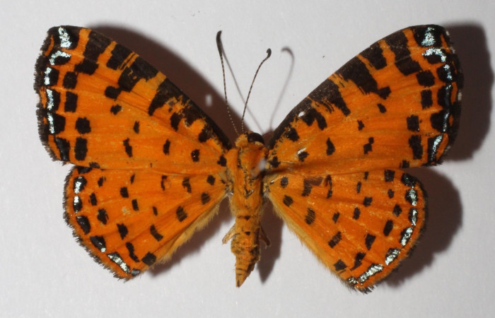 Fig. 19 Adulto <i>Argyrogrammana venilia</i> (Riodinidae), vista dorsal, mide 24mm. Canita, Sector Santa Pitilla, 675.m. 14-SRNP-41999-DHJ900186.