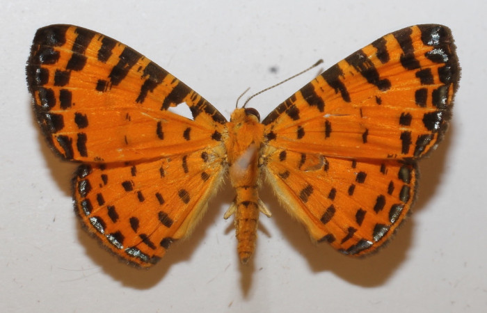 Fig. 1 Adulto <i>Argyrogrammana venilia</i> (Riodinidae), vista dorsal, mide 24mm. Canita, Sector Santa Pitilla, 675.m. 18-SRNP-71387-DHJ949300.