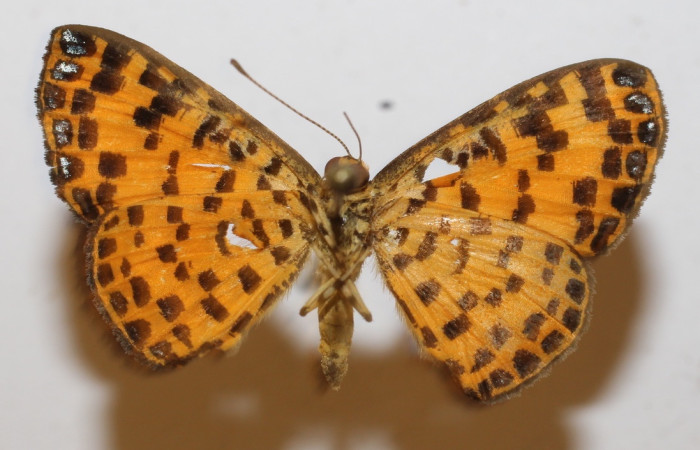 Fig. 2 Adulto <i>Argyrogrammana venilia</i> (Riodinidae), vista ventral, mide 24mm. Canita, Sector Santa Pitilla, 675.m. 18-SRNP-71387-DHJ949301.