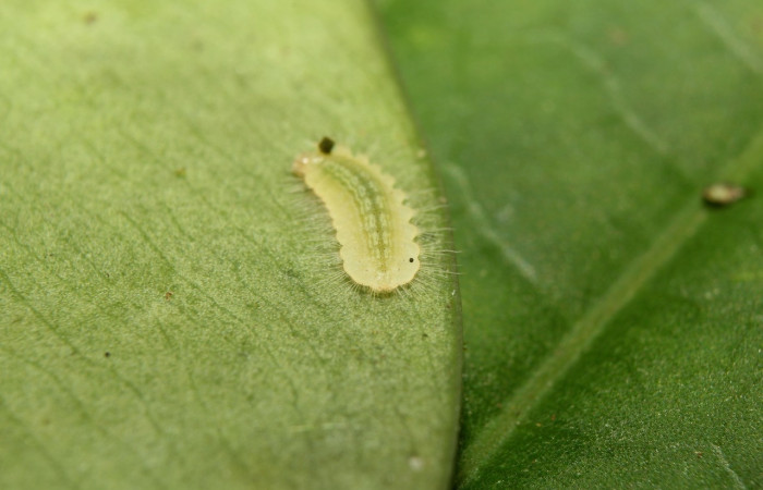 Fig. 3 Larva <i>Argyrogrammana venilia</i> (Riodinidae), vista lateral, mide 5mm. Canita, Sector Santa Pitilla, 675.m. 18-SRNP-71387-DHJ742734.jpg