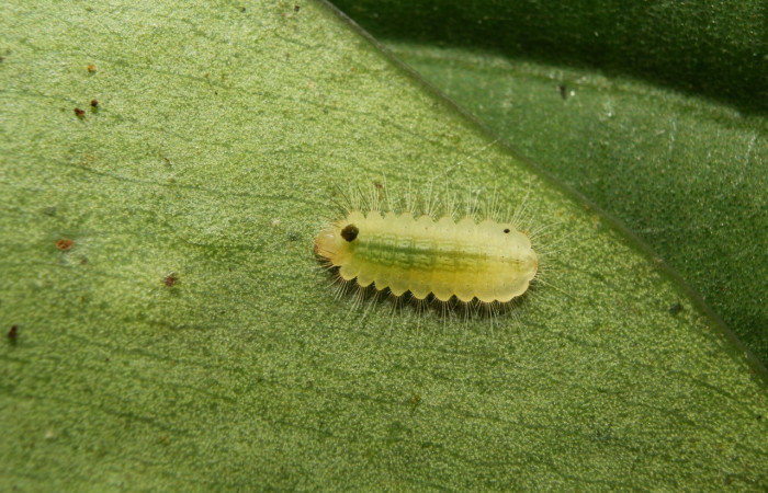 Fig. 4 Larva <i>Argyrogrammana venilia</i> (Riodinidae), vista lateral, mide 5mm. Canita, Sector Santa Pitilla, 675.m.18-SRNP-71387-DHJ742735.jpg