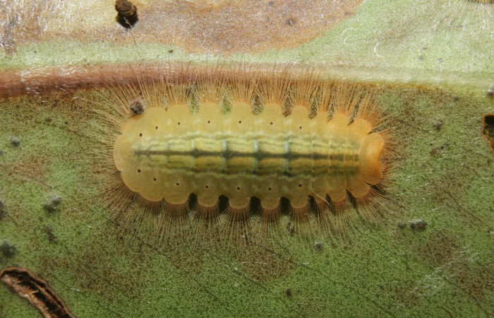 Fig. 5 Larva <i>Argyrogrammana venilia</i> (Riodinidae), vista lateral, mide 11mm. Canita, Sector Santa Pitilla, 675.m.18-SRNP-71387-DHJ742796.jpg