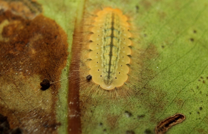 Fig. 6 Larva <i>Argyrogrammana venilia</i> (Riodinidae), vista lateral, mide 11mm. Canita, Sector Santa Pitilla, 675.m.18- SRNP-71387-DHJ742797.jpgFig. 7 Pupa <i>Argyrogrammana venilia</i> (Riodinidae), vista lateral, mide 11mm. Canita, Sector Santa Pitilla, 675.m. 18-SRNP-71387-DHJ742801.jpg