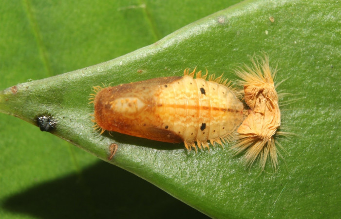 Fig. 7 Pupa <i>Argyrogrammana venilia</i> (Riodinidae), vista lateral, mide 11mm. Canita, Sector Santa Pitilla, 675.m. 18-SRNP-71387-DHJ742801.jpg