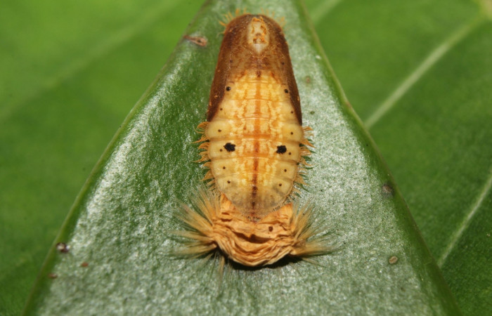 Fig. 8 Pupaa <i>Argyrogrammana venilia</i> (Riodinidae), vista lateral, mide 11mm. Canita, Sector Santa Pitilla, 675.m. 18-SRNP-71387-DHJ742802.jpg