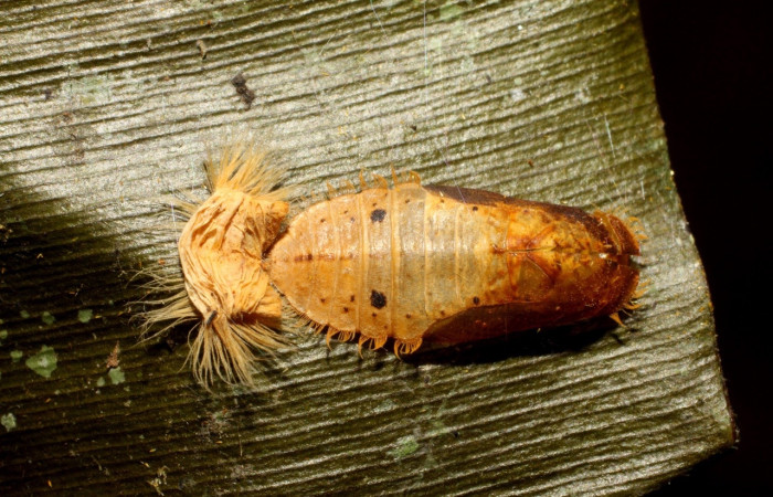 Fig. 9 Pupa <i>Argyrogrammana venilia</i> (Riodinidae), vista lateral, mide 11mm. Canita, Sector Santa Pitilla, 675.m. 10-SRNP-42989-DHJ478245.jpg