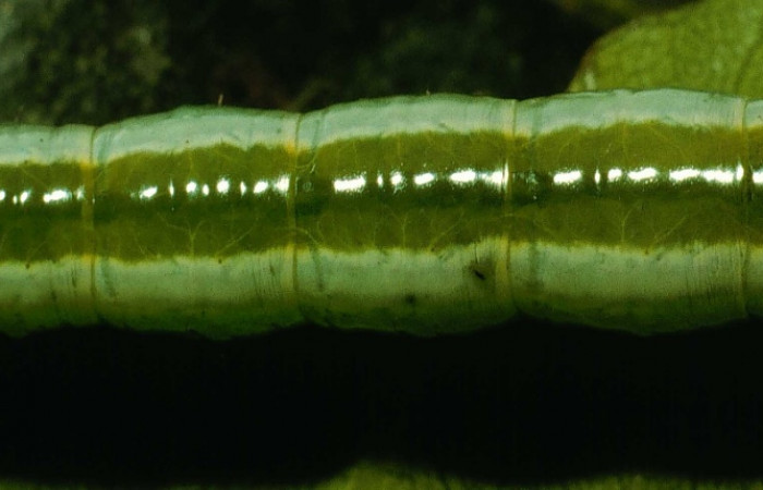 Parte dorsal entero de <i>Bittacochroma pylaon</i> (Notodontidae) Último estadio. Voucher: 95-SRNP-362-DHJ21714.jpg.