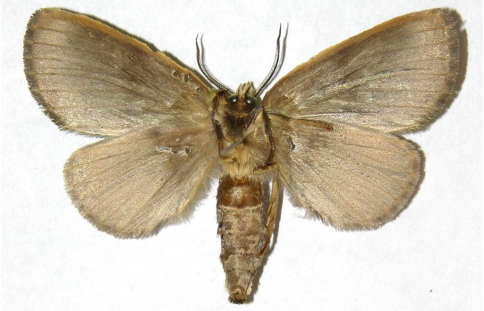 Adulto de <i>Bittacochroma pylaon</i> (Notodontidae) hembra. Voucher: 05-SRNP-35743-DHJ311181