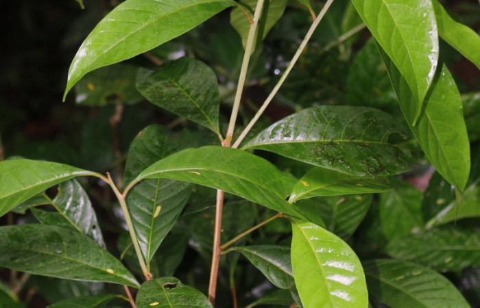  <i>Pouteria reticulata</i> (Sapotaceae)planta hospedera de <i>Bittacochroma pylaon</i> (Notodontidae) Fotos Cano San Gerardo.