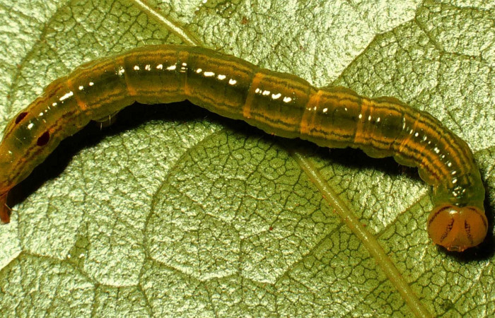 Parte dorsal entero de <i>Bittacochroma pylaon</i> (Notodontidae) Tercer estadio. Voucher:99-SRNP-4134-DHJ50928.jpg.