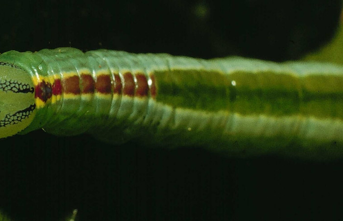 Parte frontal de<i>Bittacochroma pylaon</i> (Notodontidae) Ultimo estadío. Voucher: 95-SRNP-362-DHJ21713.jpg.