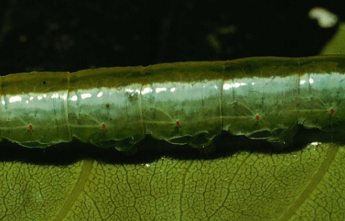 Parte dorsal entero de <i>Bittacochroma pylaon</i> (Notodontidae) alimentándose de <i>Pouteria reticulata</i> (Sapotaceae), Ultimo estadío. Voucher: 95-SRNP-362-DHJ21721.jpg.