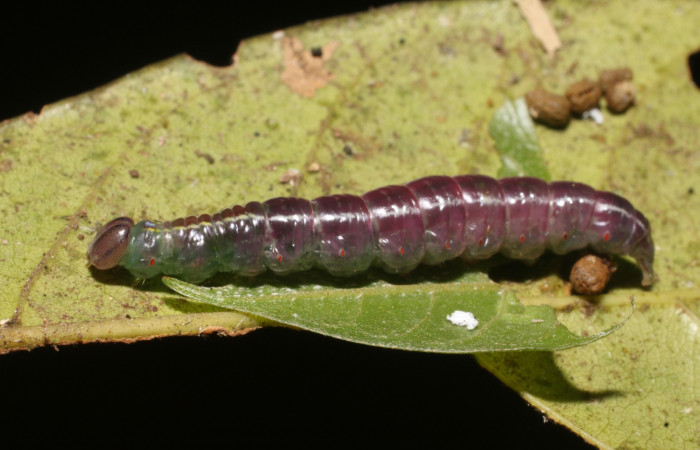 Prepupa de <i>Bittacochroma pylaon[/I] (Notodontidae), Voucher: 19-SRNP-539 -DHJ758605.jpg.