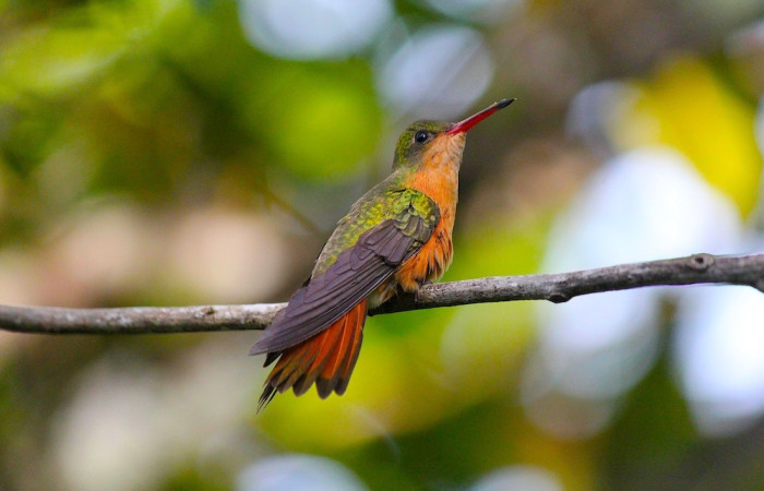 Fig. 2 Hembra Cinnamon Hummingbird <i>Amazilia rutila</i> (Throchilidae) Estación Biológica Los Almendros Sector El Hacha; ACG. 07 de Julio 2021, Fotografía. Roster Moraga