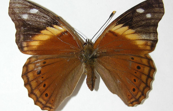 Figura 8. Adulto <i>Asterocampa argus</i> (Nymphalidae), posición dorsal. Área de Conservación Guanacaste, Sector Santa Rosa. 10-SRNP-13021-DHJ529018.
