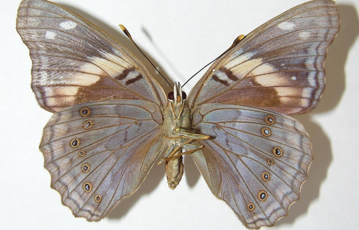 Figura 9. Adulto <i>Asterocampa argus</i> (Nymphalidae), posición dorsal. Área de Conservación Guanacaste, Sector Santa Rosa. 10-SRNP-13021-DHJ529019.