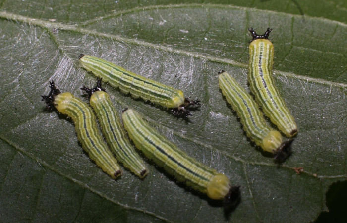 Figura 2. Larvas Asterocampa argus (Nymphalidae), posición cabeza en la hoja de la planta <i>Celtis trinervia</i> (Cannabaceae). 17-SRNP-56933- DHJ492645.jpg.