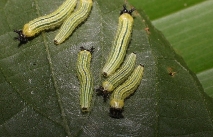 Figura 3. Larvas <i>Asterocampa argus</i> (Nymphalidae), posición cabeza en la hoja de la planta <i>Celtis trinervia</i> (Cannabaceae). 17-SRNP-56933- DHJ492646.jpg.