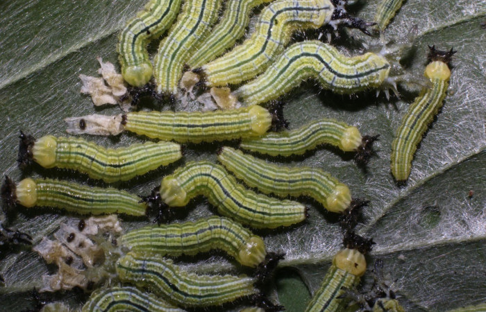 Figura 4. Larvas <i>Asterocampa argus</i> (Nymphalidae), posición cabeza en la hoja de la planta <i>Celtis trinervia</i> (Cannabaceae). 17-SRNP-56933- DHJ492648.jpg.