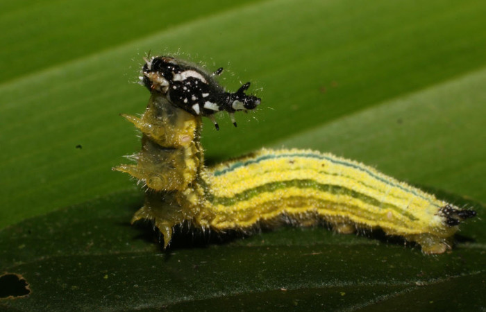 Figura 5. Larva <i>Asterocampa argus</i> (Nymphalidae), posición cabeza en la hoja de la planta <i>Celtis trinervia</i> (Cannabaceae). 17-SRNP-56979-DHJ492650.jpg.