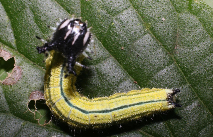 Figura 6. Larva <i>Asterocampa argus</i> (Nymphalidae), posición cabeza en la hoja de la planta <i>Celtis trinervia</i> (Cannabaceae). 17-SRNP-56979- DHJ492651.jpg.