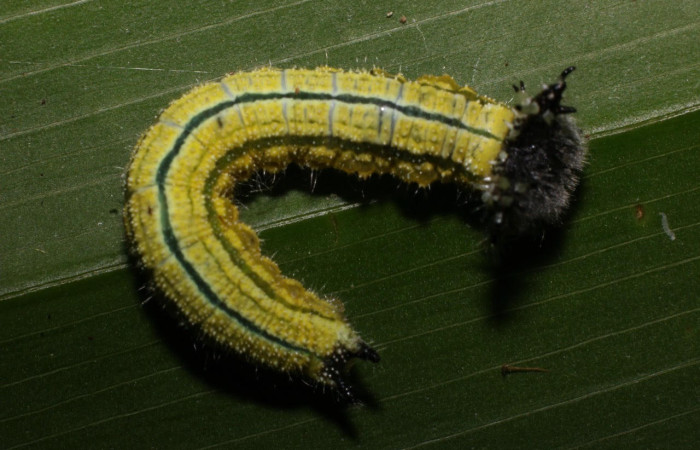 Figura 7. Larva <i>Asterocampa argusp</i> (Nymphalidae), posición cabeza en la hoja de la planta <i>Celtis trinervia</i> (Cannabaceae). 17-SRNP-56979- DHJ492653.jpg.