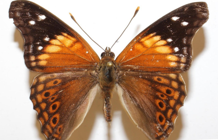 Figura 10. Adulto <i>Asterocampa argus</i> (Nymphalidae), posición dorsal. Área de Conservación Guanacaste, Sector Santa Rosa. 118-srnp-56031-dhj947270.