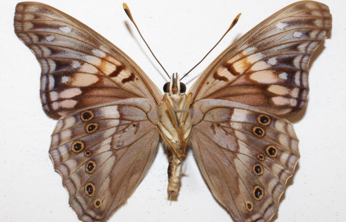 Figura 11. Adulto <i>Asterocampa argus</i> (Nymphalidae), posición dorsal. Área de Conservación Guanacaste, Sector Santa Rosa. 10-SRNP-13021- DHJ529019.