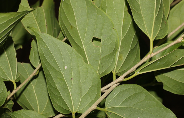 Figura 13. Planta <i>Celtis trinervia</i> (Cannabaceae), hospedero de Asterocampa argus (Nymphalidae). E.B WEGE.      