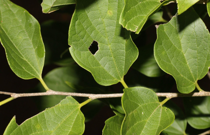 Figura 12. Planta <i>Celtis trinervia</i> (Cannabaceae), hospedero de Asterocampa argus (Nymphalidae). E.B WEGE.