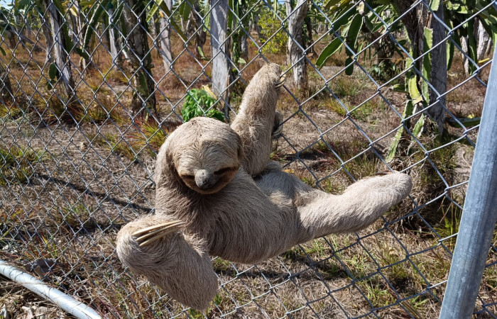 Figura. 5. Perezoso de tres dedos, <i>Bradypus variegatus</i> (Bradypodidae), Puesto Operacional Los Almendros, Sector El Hacha (ACG). Foto: Minor Carmona, Mayo 2026.