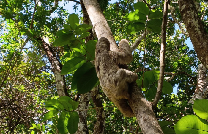 Figura. 4. Perezoso de tres dedos, <i>Bradypus variegatus</i> (Bradypodidae), Puesto Operacional Los Almendros, Sector El Hacha (ACG). Foto: Minor Carmona, Mayo 2026.