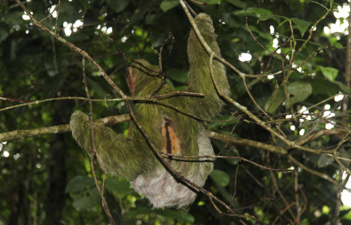 Figura. 2. Perezoso de tres dedos, <i>Bradypus variegatus</i> (Bradypodidae), Estación Biológica Quica, Sector Pitilla (ACG). Foto: Ricardo Calero Noviembre 2014.