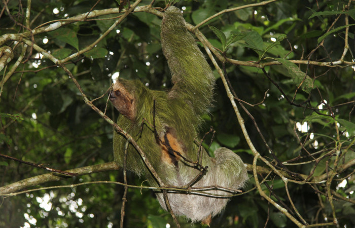 Figura. 6. Perezoso de tres dedos, <i>Bradypus variegatus</i> (Bradypodidae), Estación Biológica Quica, Sector Pitilla (ACG). Foto: Ricardo Calero Noviembre 2014.